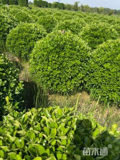 冠幅120厘米大叶黄杨球