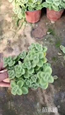 高度20厘米碰碰香