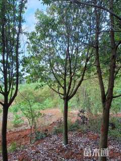 高度350厘米球花石楠