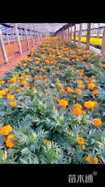 高度15厘米万寿菊