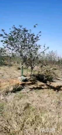 13公分染井吉野樱