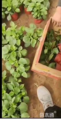 高度20厘米大丽花