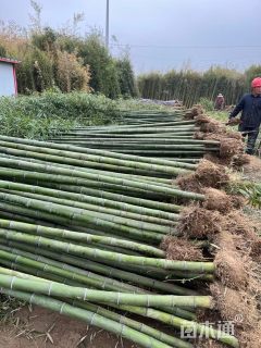 地栽苗刚竹