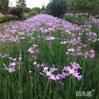 高度25厘米紫娇花