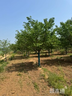 12公分染井吉野樱