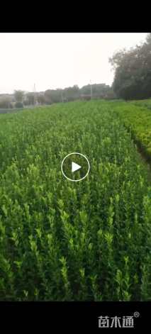 高度40厘米大叶黄杨