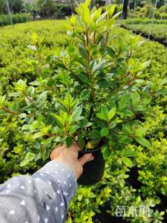 高度35厘米康乃馨