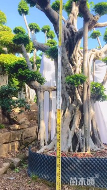 45公分造型小叶榕