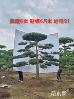 21公分造型黑松