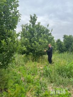 15公分八棱海棠