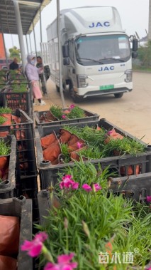 高度8厘米欧石竹