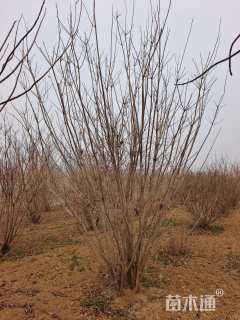 高度400厘米丛生黄栌