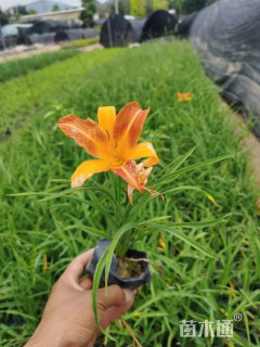 高度20厘米大花萱草