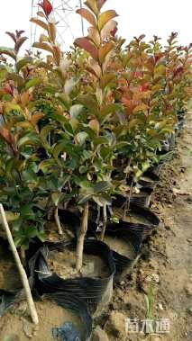 1公分红火箭紫薇