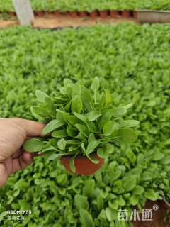 高度20厘米鼠尾草