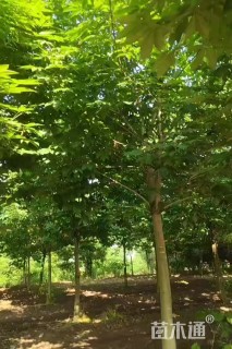 10公分七叶树