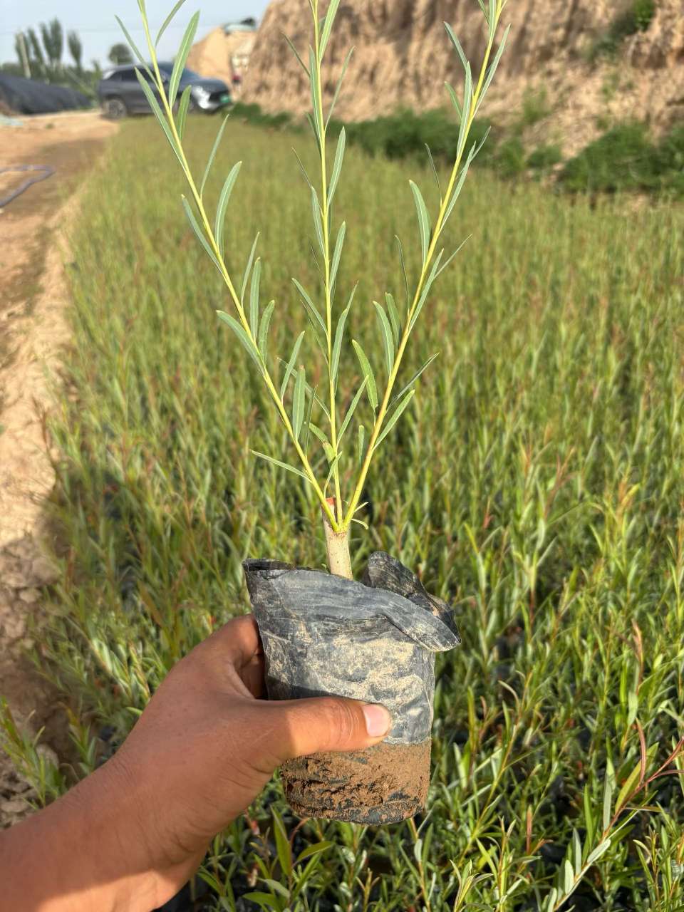 高度70厘米沙柳