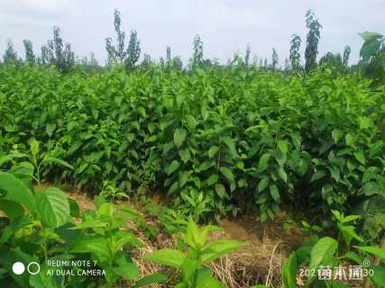 高度150厘米杜仲小苗