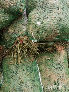 高度18厘米细叶麦冬草