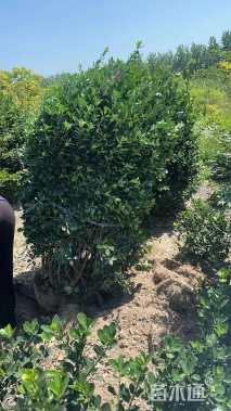 冠幅150厘米大叶黄杨球