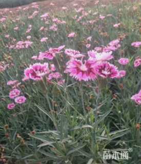 高度20厘米五彩石竹