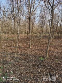 5公分金叶复叶槭