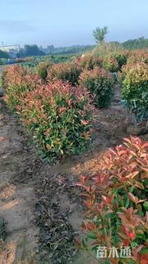 冠幅100厘米红叶石楠球