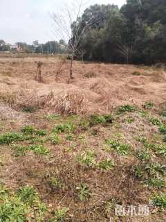 高度1500厘米茶花