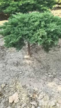 高度150厘米龙柏