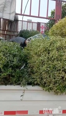 冠幅220厘米银姬小蜡球