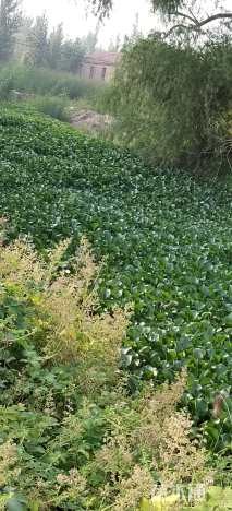 高度20厘米水葫芦