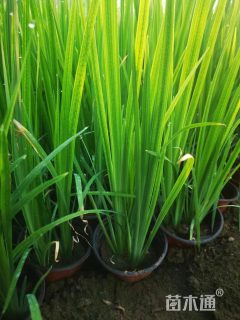 高度40厘米黄菖蒲