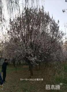 22公分紫叶李