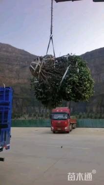 冠幅150厘米大叶黄杨球