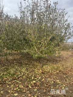 高度300厘米木绣球