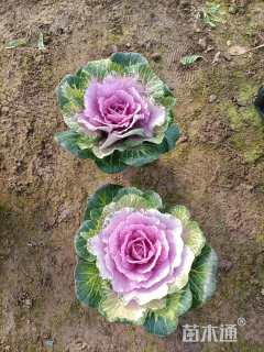 高度8厘米羽衣甘蓝