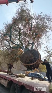 60公分橄榄树