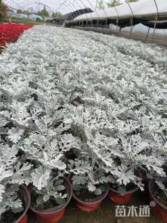 高度15厘米银叶菊