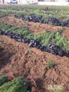 高度50厘米柏树