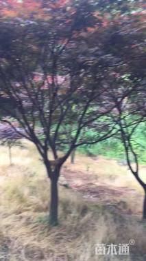 20公分中华红枫