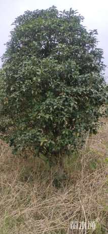 15公分桂花