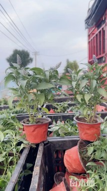 高度50厘米马缨丹