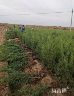 高度50厘米侧柏