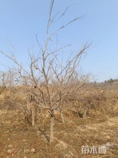 高度250厘米石榴