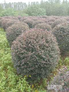 冠幅120厘米红花继木球