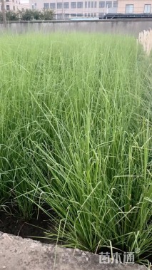 高度80厘米香根草