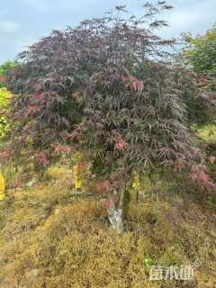 高度350厘米羽毛枫