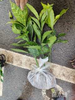 高度35厘米桃叶珊瑚