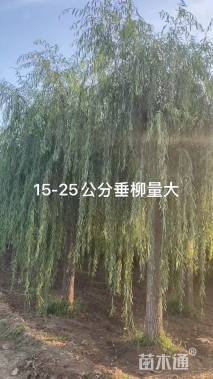 15公分垂柳