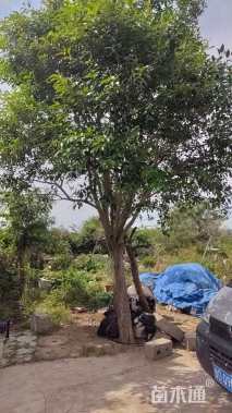 21公分大叶女贞